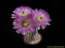 Echinocereus reichenbachii SB941 878 CRW 0178